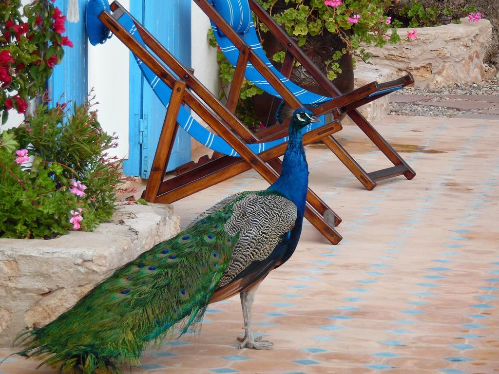 Villa Daba Ghazoua Ngoại thất bức ảnh